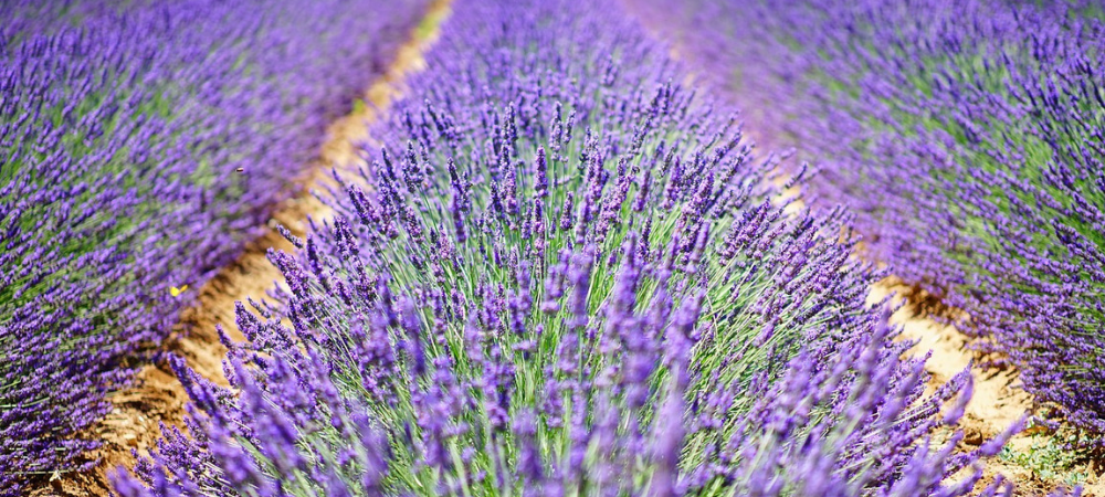 lavender season winerist