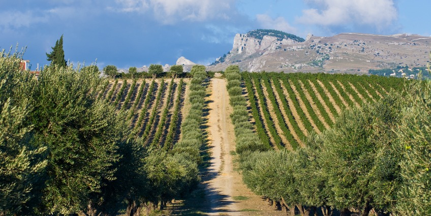 sicily visit vineyard