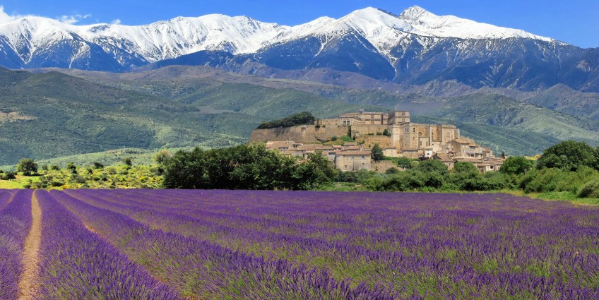 Key Grape Varieties of Provence - Provence Landscape