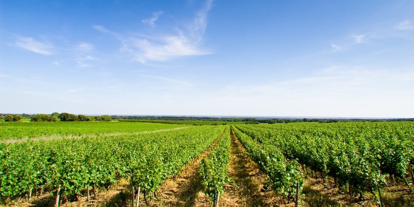Key Grape Varieties of Provence - Vineyards