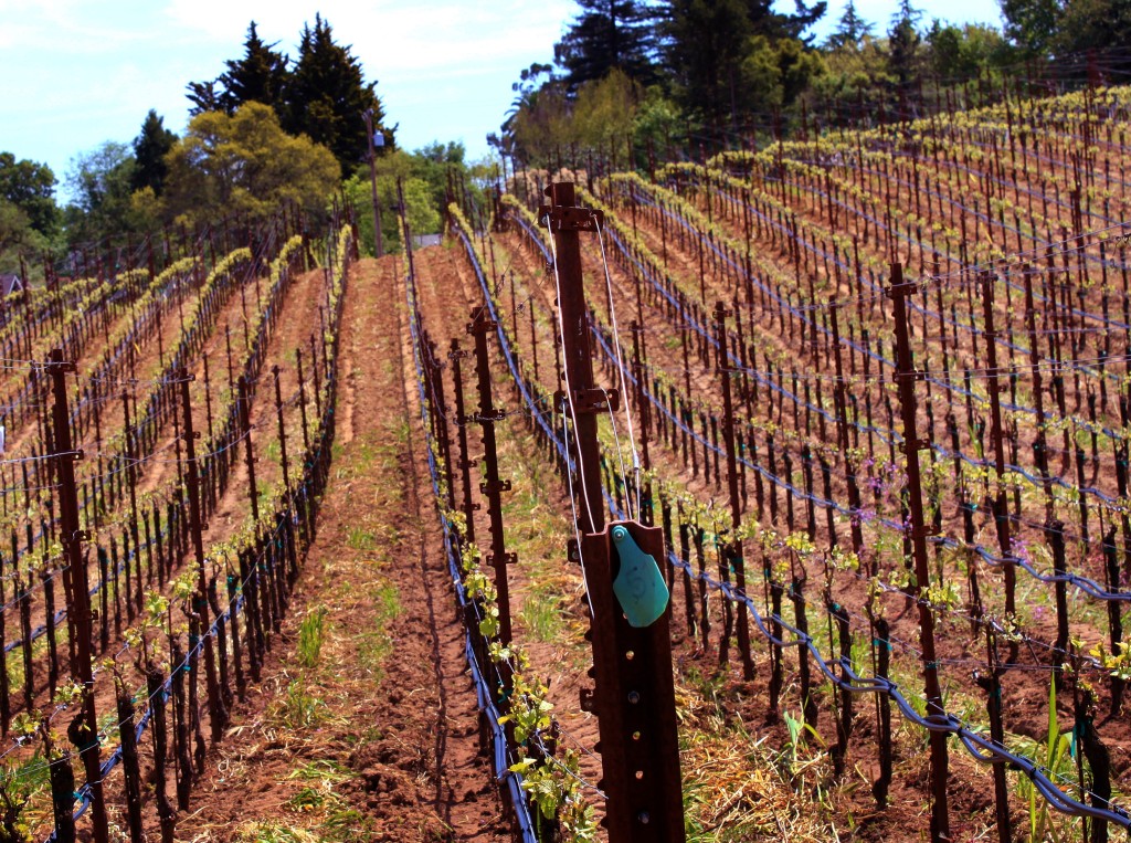 Baranoff red soils