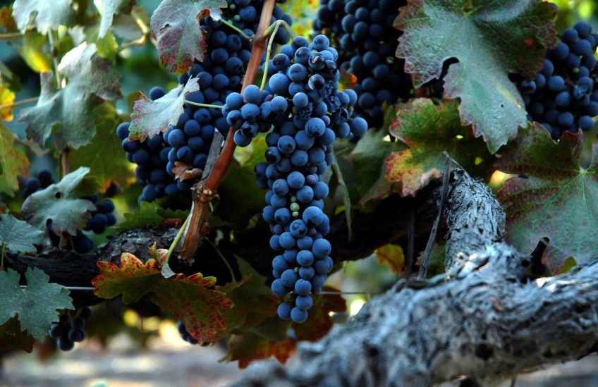 shiraz grapes high in rotundone