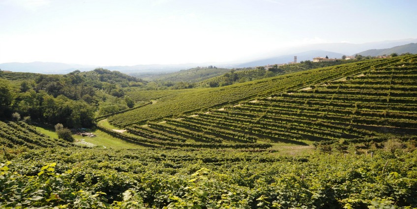 Prosecco Wine Region - vineyard