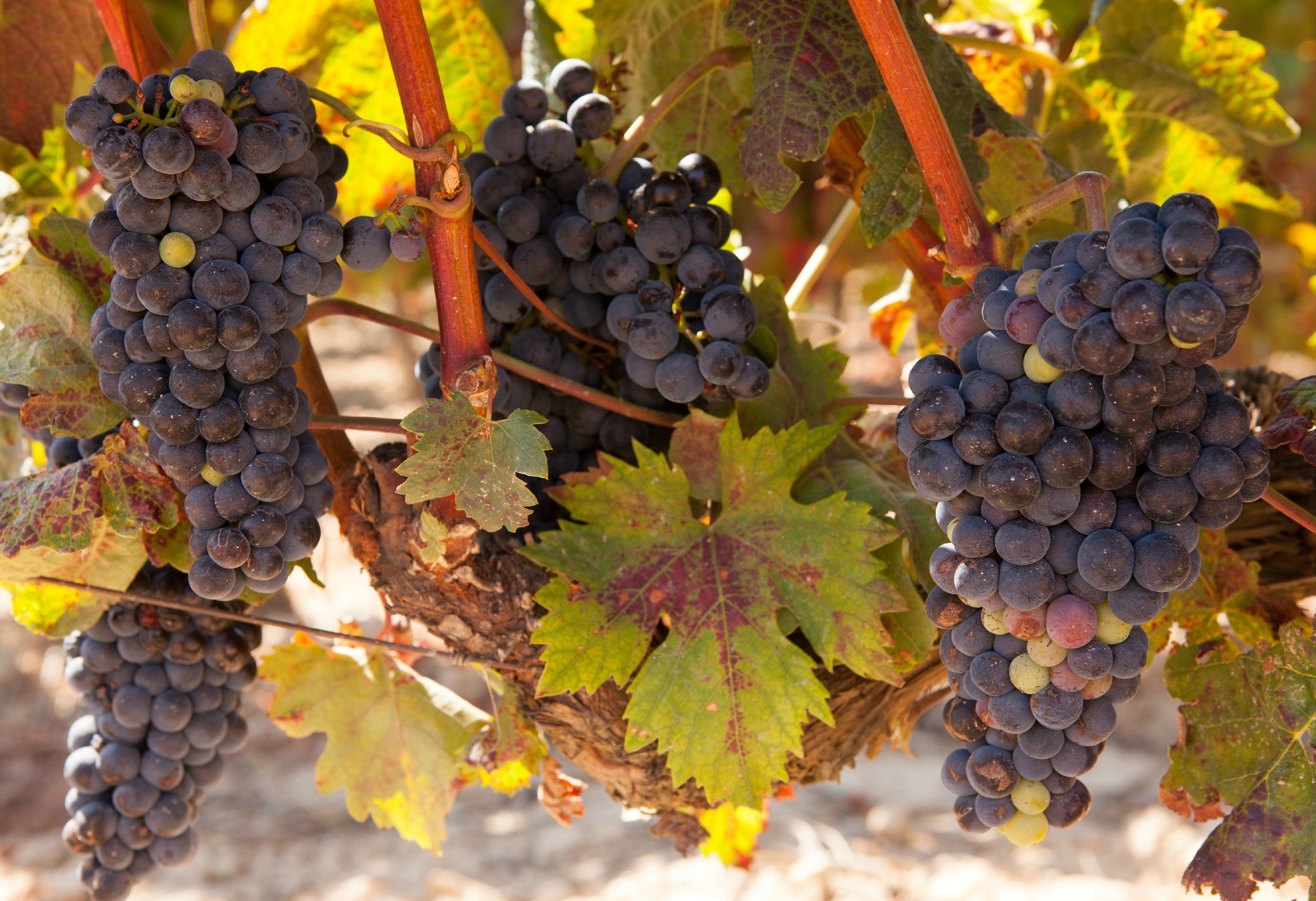 Tempranillo grapes