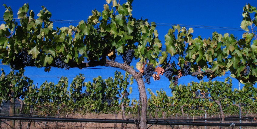 Key Grape Varieties of Provence - Vines