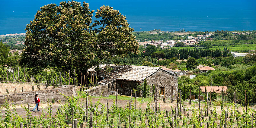 Monaci delle Terre Nere vineyards