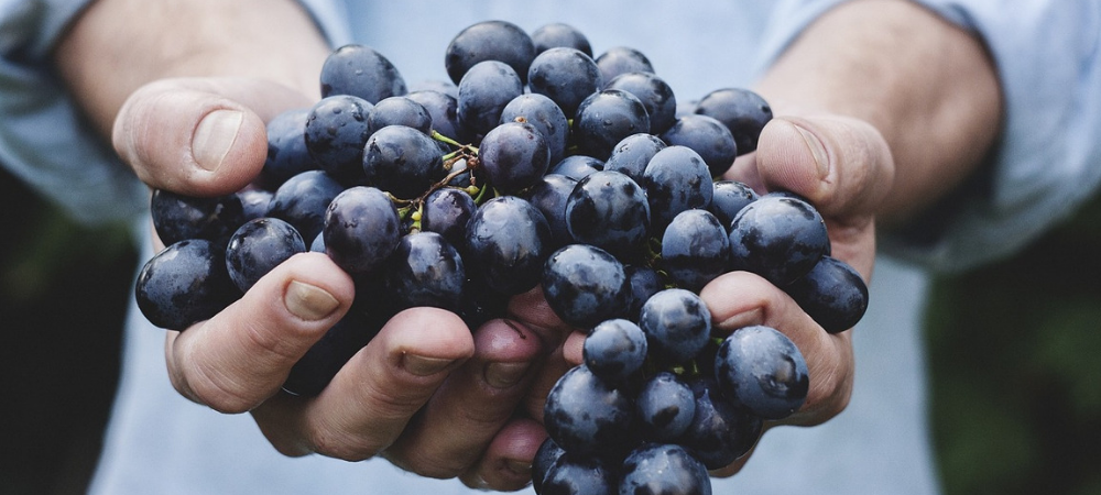 winemaker for a day winerist