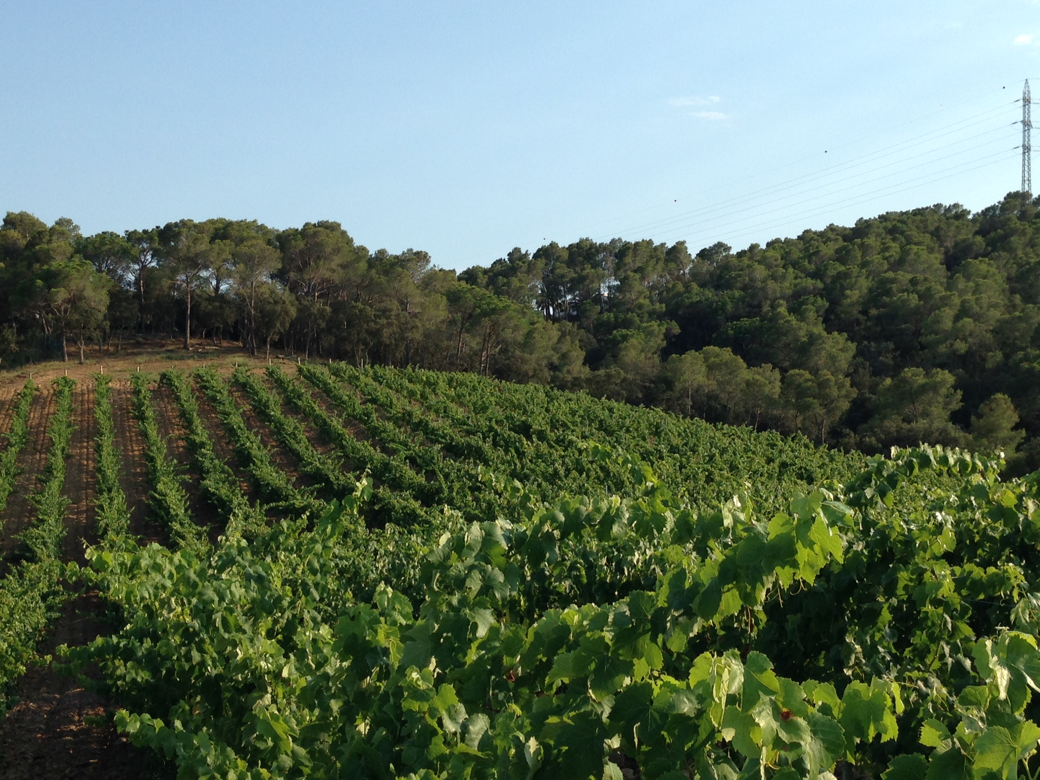 Catalunya Landscape