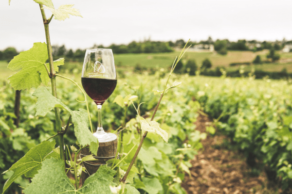 https://magazine.winerist.com/wp-content/uploads/2015/07/Ingredients-in-Wine-2.png