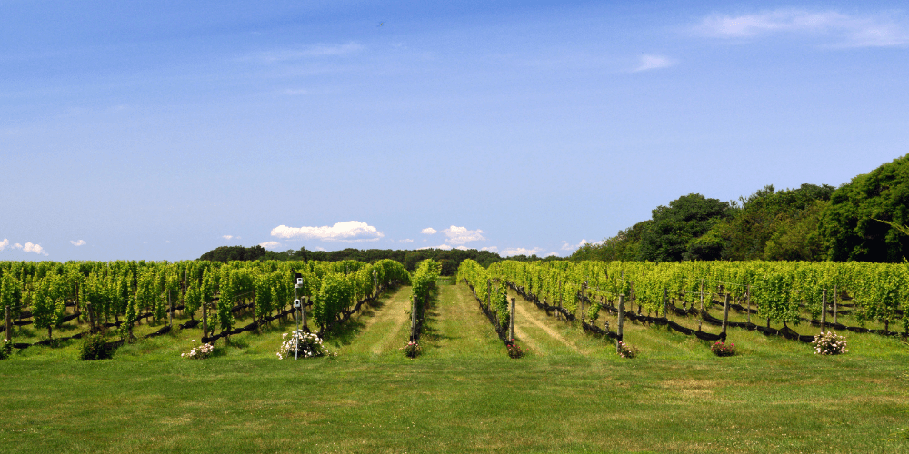 Long_Island_Winerist_USA_wine_destination