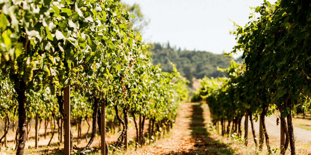 Oregon_Winerist_USA_wine_destination