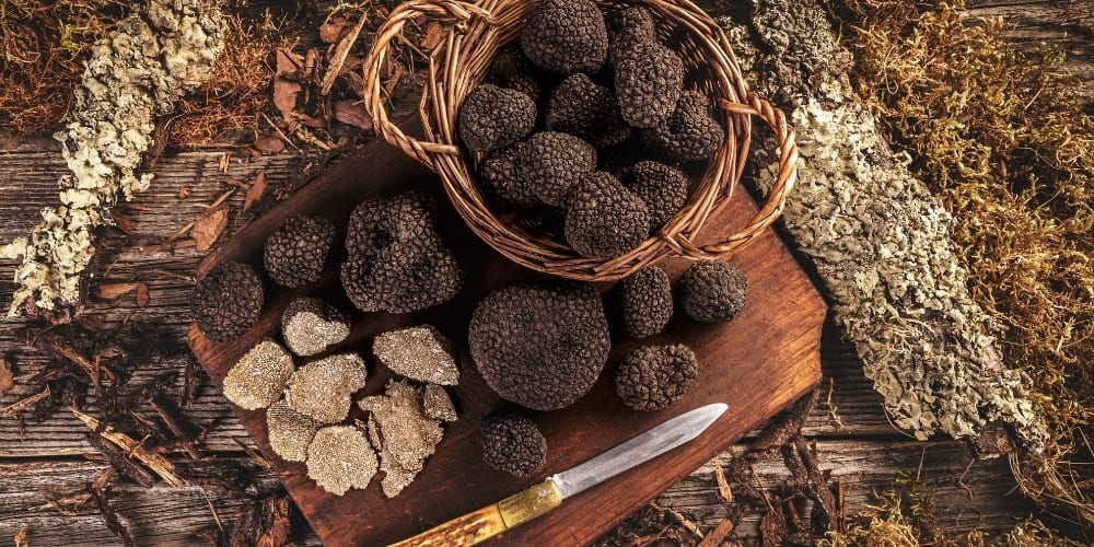truffle hunting tours umbria