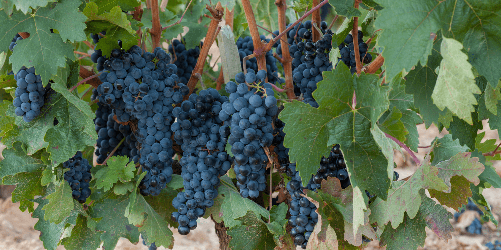 杜罗河谷葡萄品种