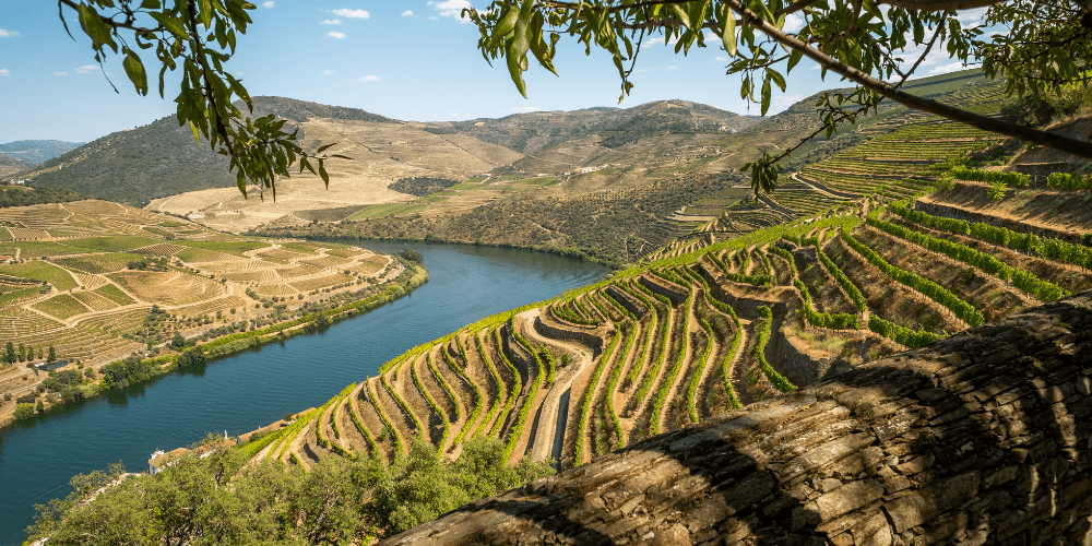 Douro Valley grape varieties