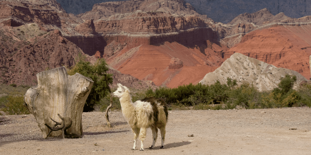 wine tour mendoza to salta