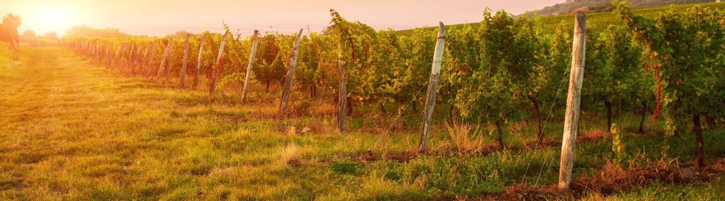 The Best Wineries To Visit In Puglia - Winerist Magazine : Winerist 