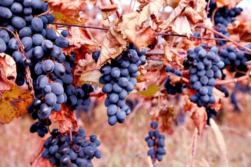 7 Top Moldovan Wineries Worth A Visit Winerist Magazine Winerist 7-top-moldovan-wineries-worth-a-visit-winerist-magazine-winerist