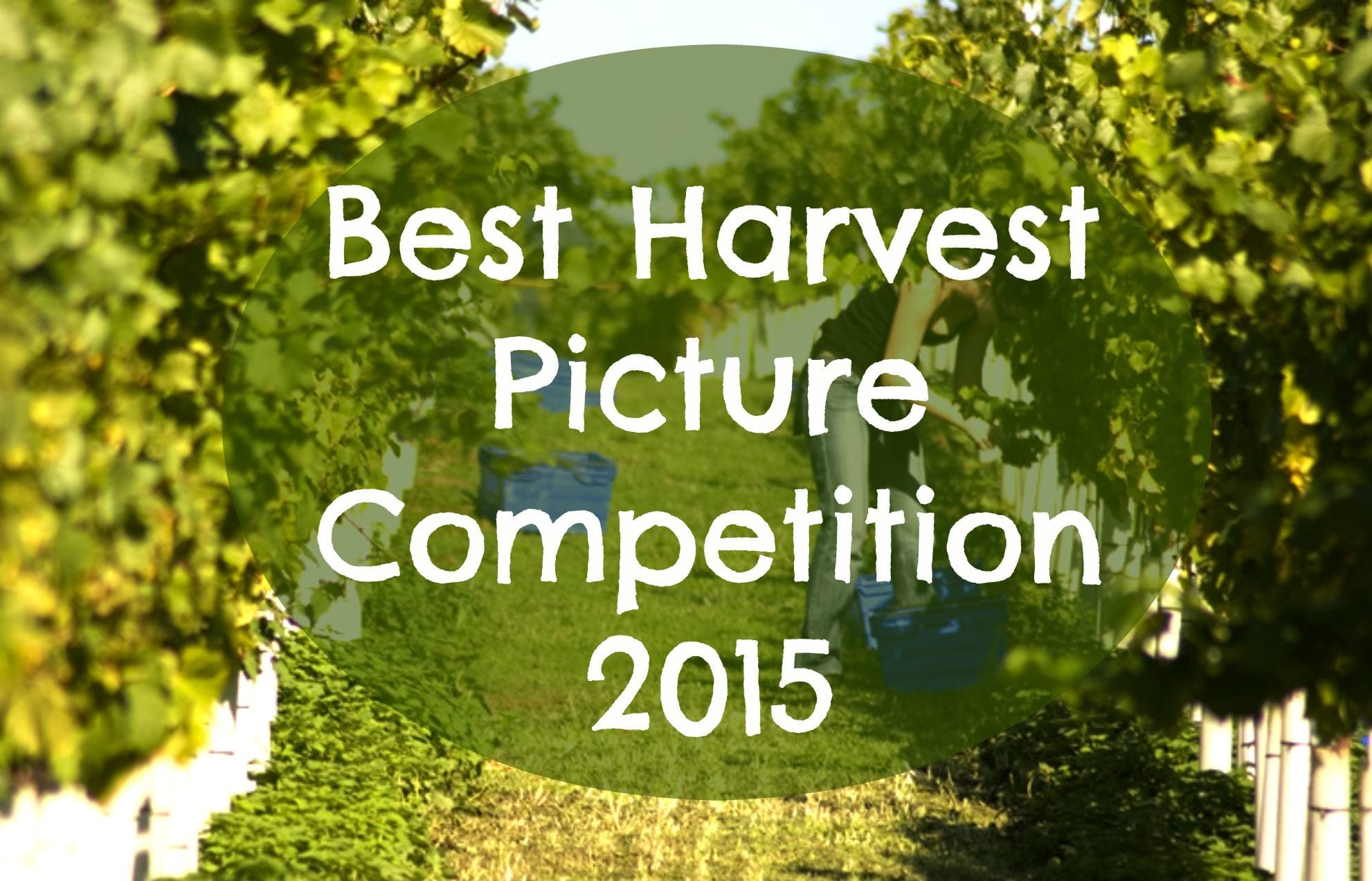 Best Harvest Picture Competition 2015 Winerist Magazine Winerist