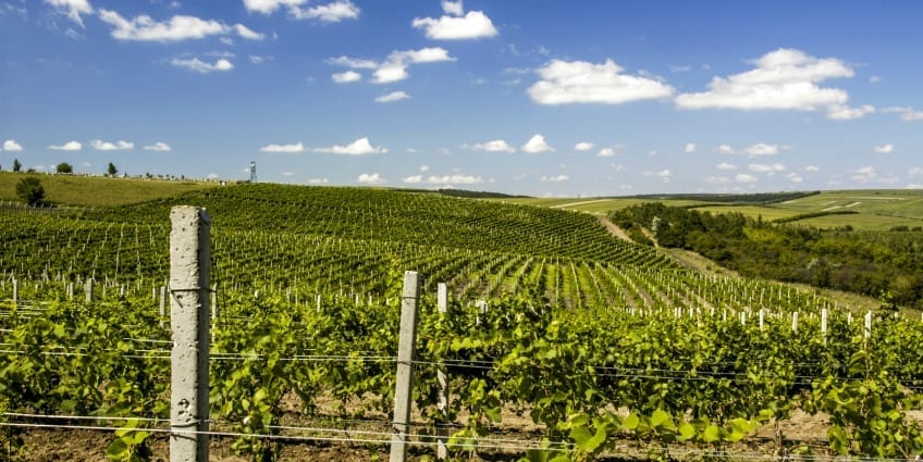 Et Cetera family-run vineyard in Moldova