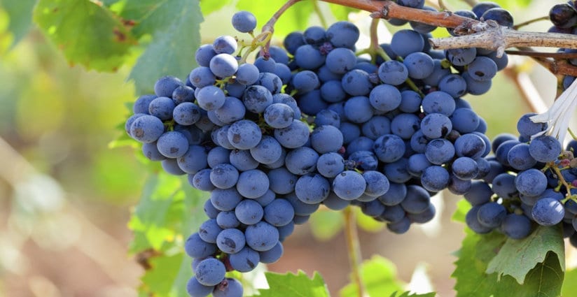 Wine Grape of the Week - Zinfandel - Winerist Magazine : Winerist Magazine