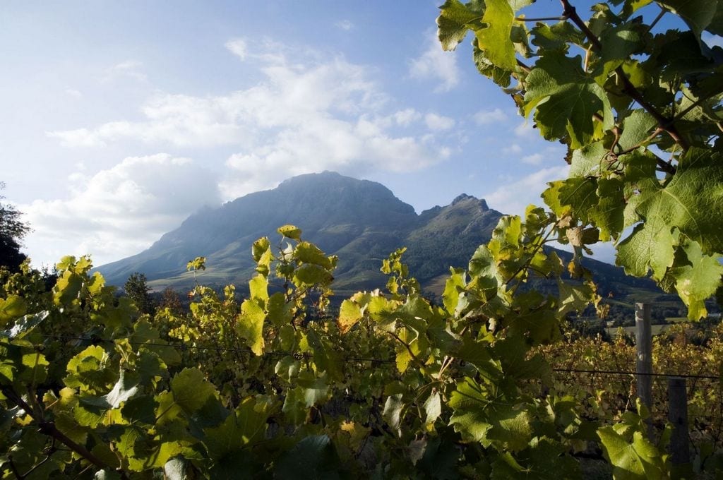 10 THINGS YOU SHOULD KNOW ABOUT STELLENBOSCH SOUTH AFRICA visual data 3