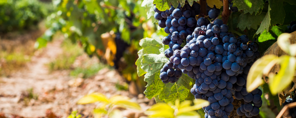 Tempranillo_Ribera_del_Duero_Winerist