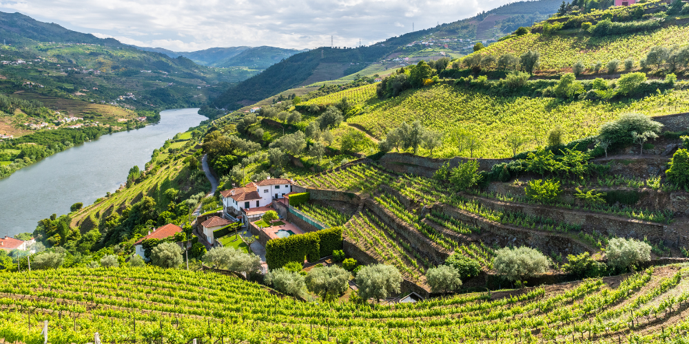 best wine and food tours in the Douro Valley