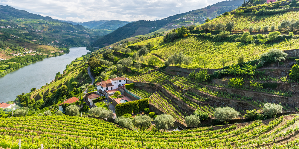 top wine tours in the Douro Valley