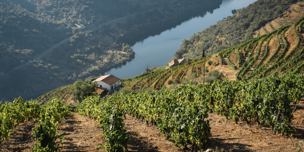 top wine tours in the Douro Valley