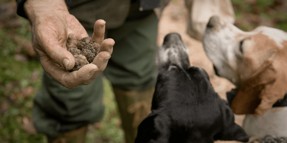 top_5_truffle_hunting_tours_Winerist (1)