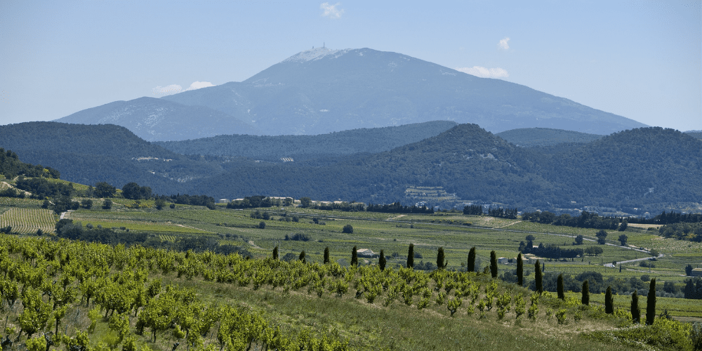 Ventoux rising star of the wine world