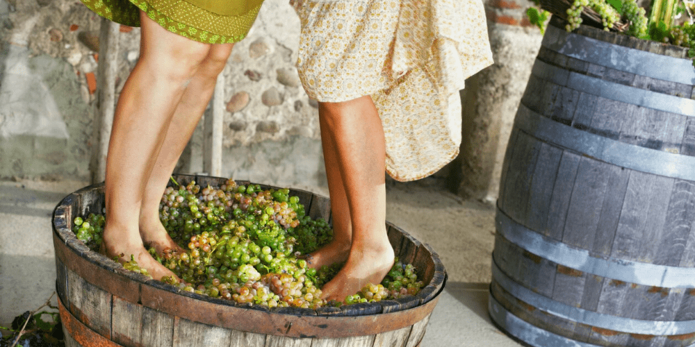 杜罗河谷葡萄品种