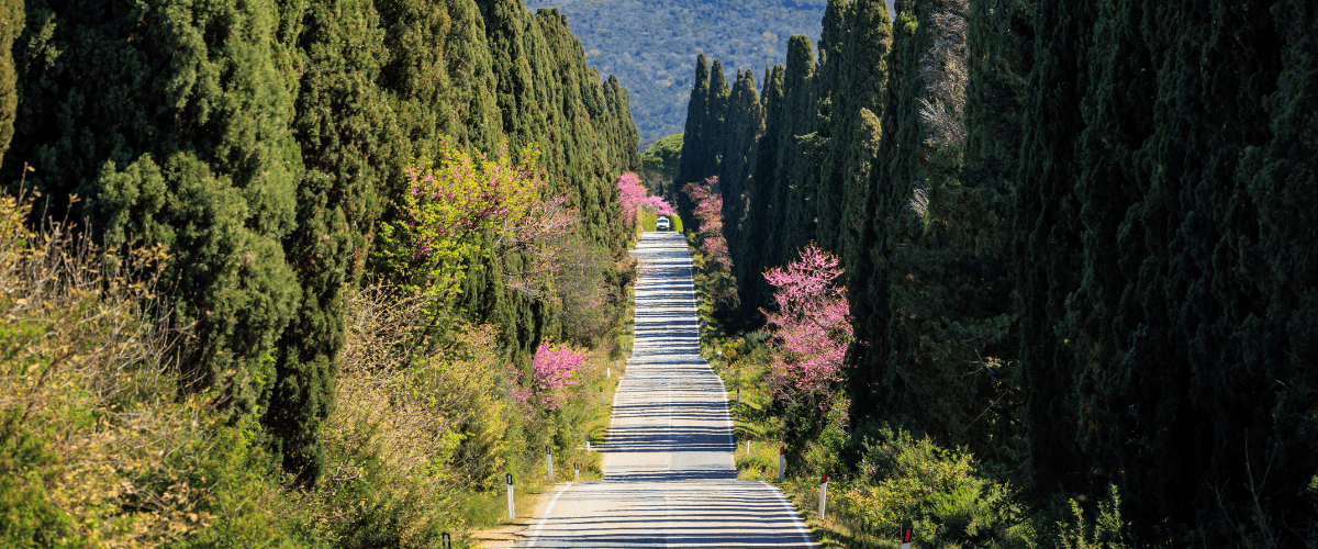 Sassicaia wine tours tailormade