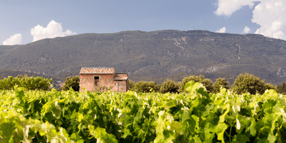 Luberon AOC wines and wine tasting