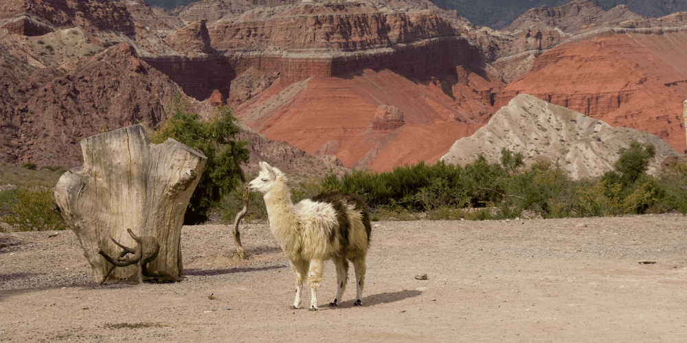 Tailor-made wine tours and tastings in Mendoza_llama