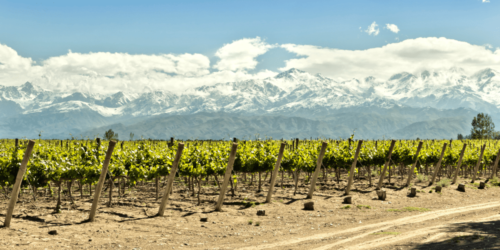 The best wine tasting tours and winery visits in Mendoza