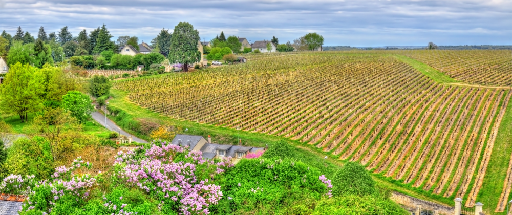 Loire Valley vineyard