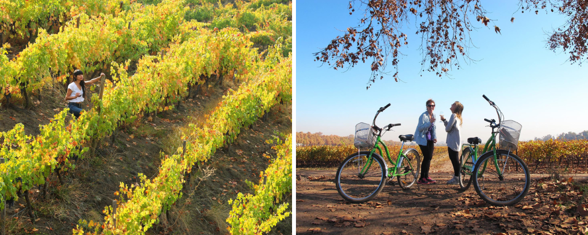 Visit wineries wine tour Casblanca Valley