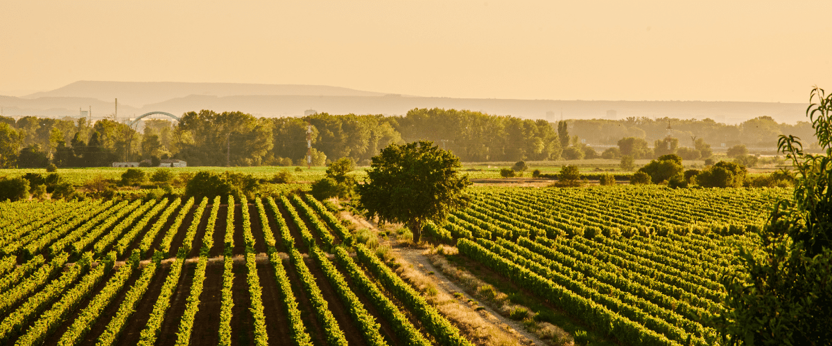 Wine Tourism sustainability World's best vineyards 2023 (2)