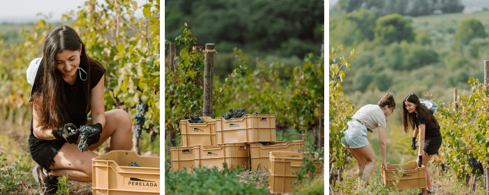 Perelada 2023 harvest, Catalonia, Spain