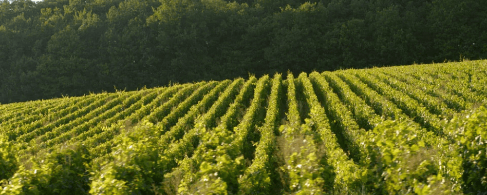 Maison Perrier Jouët vineyard